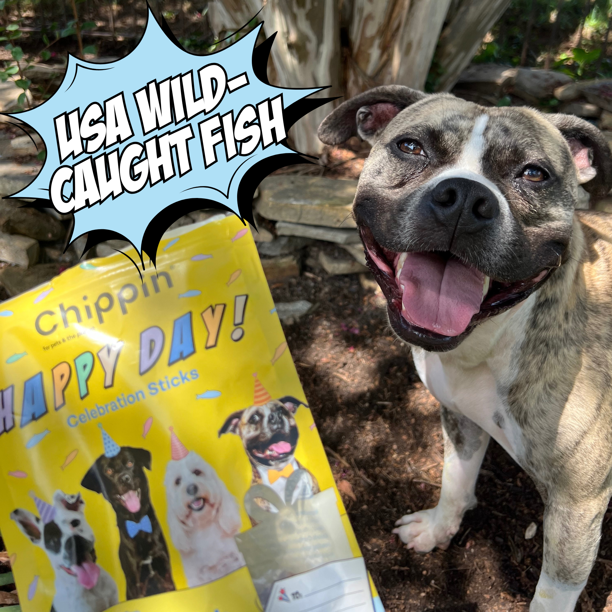 Birthday Dog Treats, 4-Pack