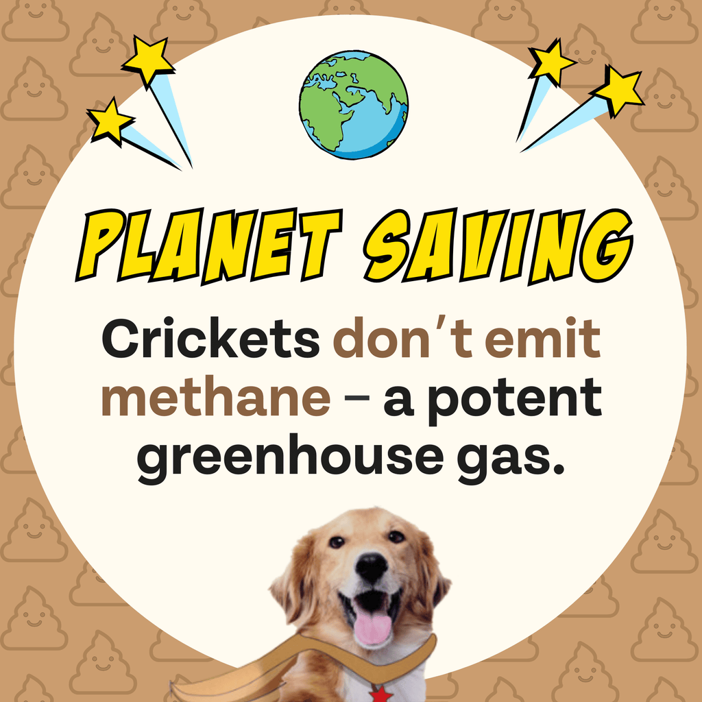 Superfood Cricket & Pumpkin Dog Treats, 4-Pack